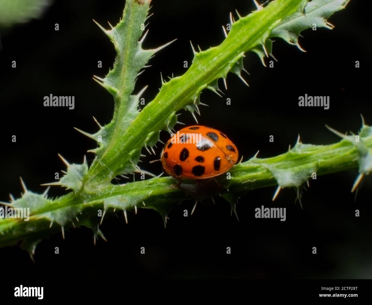 Ladybug on branch close up Stock Photo