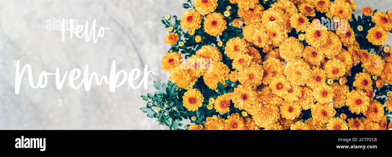 Hello November text and chrysanthemum Stock Photo