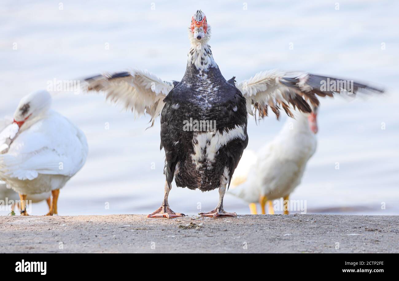 The domesticated musk ducks had "go outside" that day. They felt very