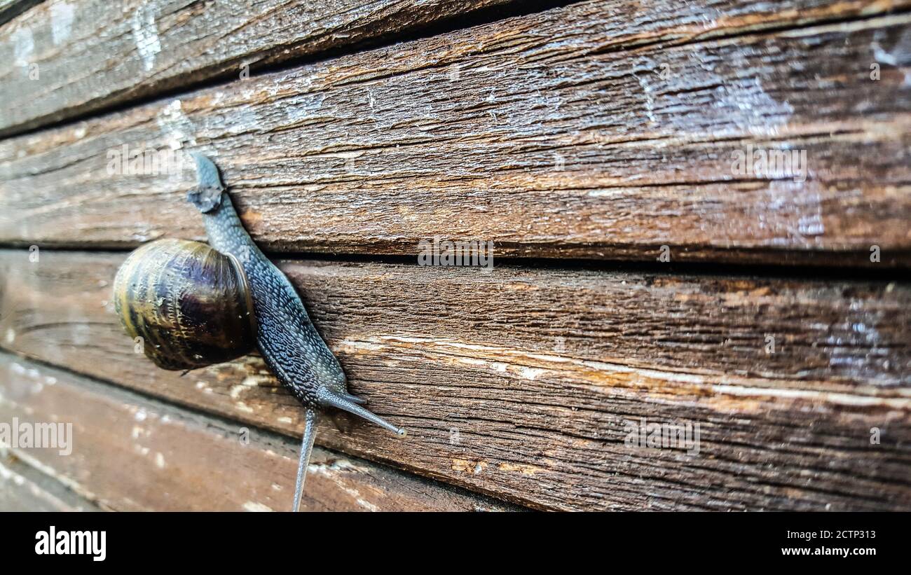 beautiful snail on wooden bench leaves drool trail wood flowers Stock Photo