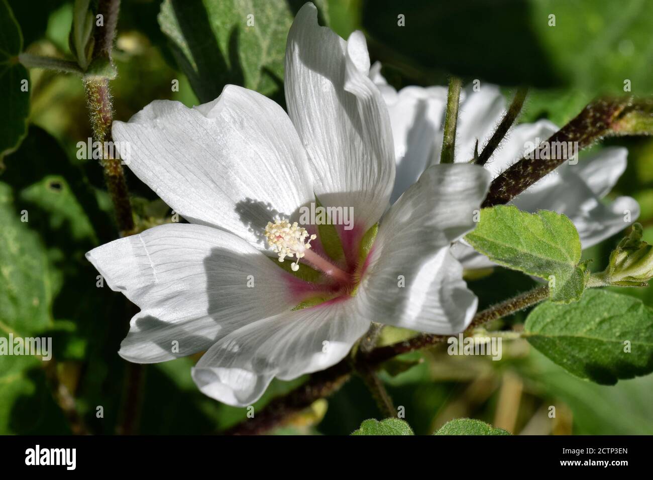 white hollyhock flower Stock Photo