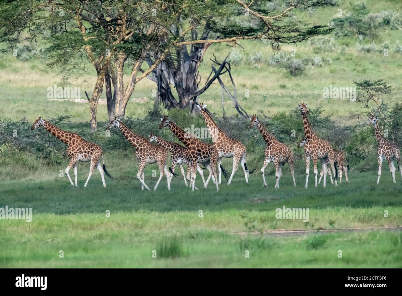 Reticulated giraffes (Giraffa camelopardalis reticulata) Stock Photo