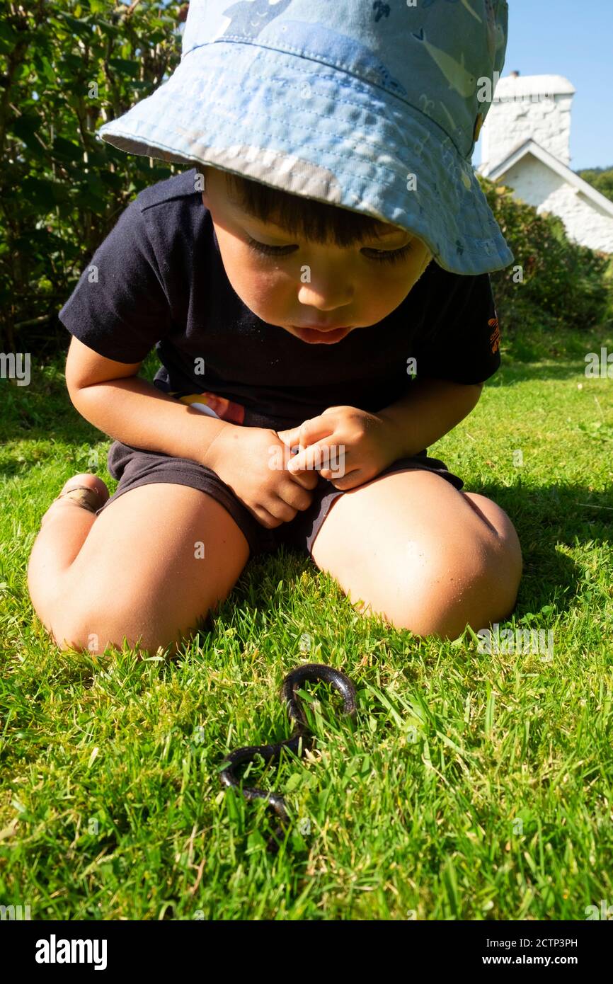Boy child 3 years wearing a sun hat looking at slow worm on the grass outside in nature garden Carmarthenshire Wales UK   KATHY DEWITT Stock Photo