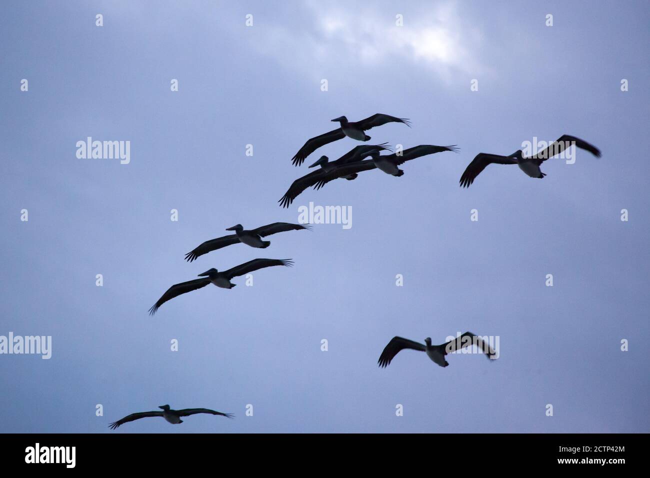 pelican-flying-free-in-the-open-sky-stock-photo-alamy