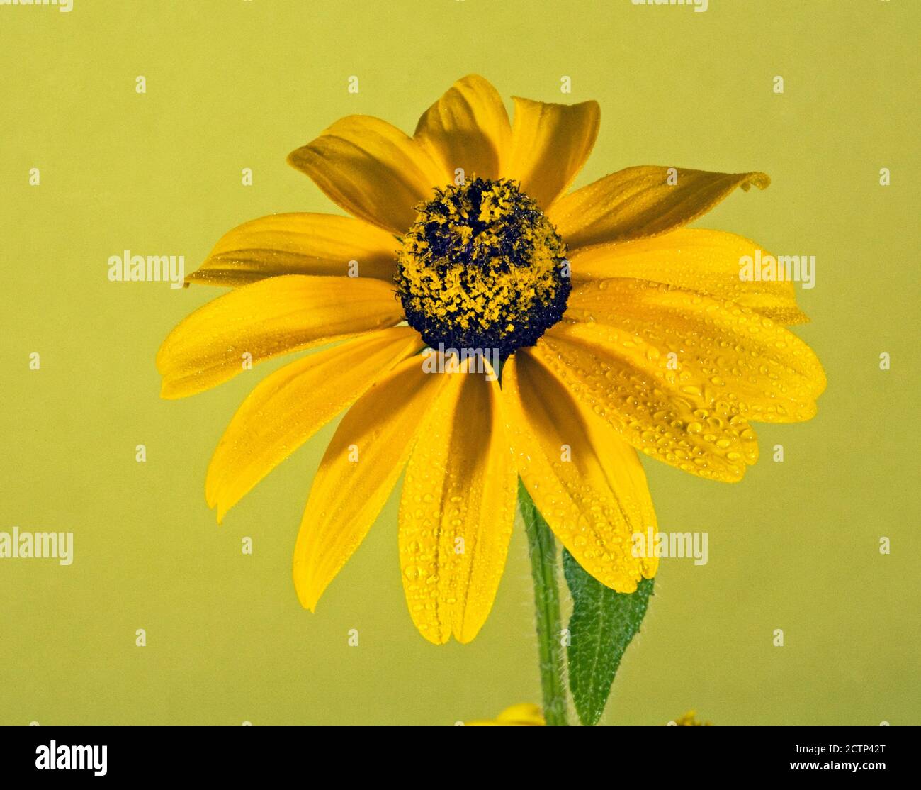 A black-eyed Susan wildflower in full bloom and covered with pollen, growing in a field in central Oregon in the summer. Stock Photo