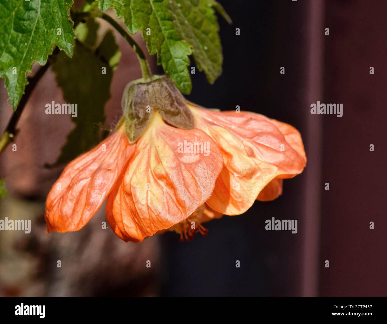 abutilon  marion flower Stock Photo