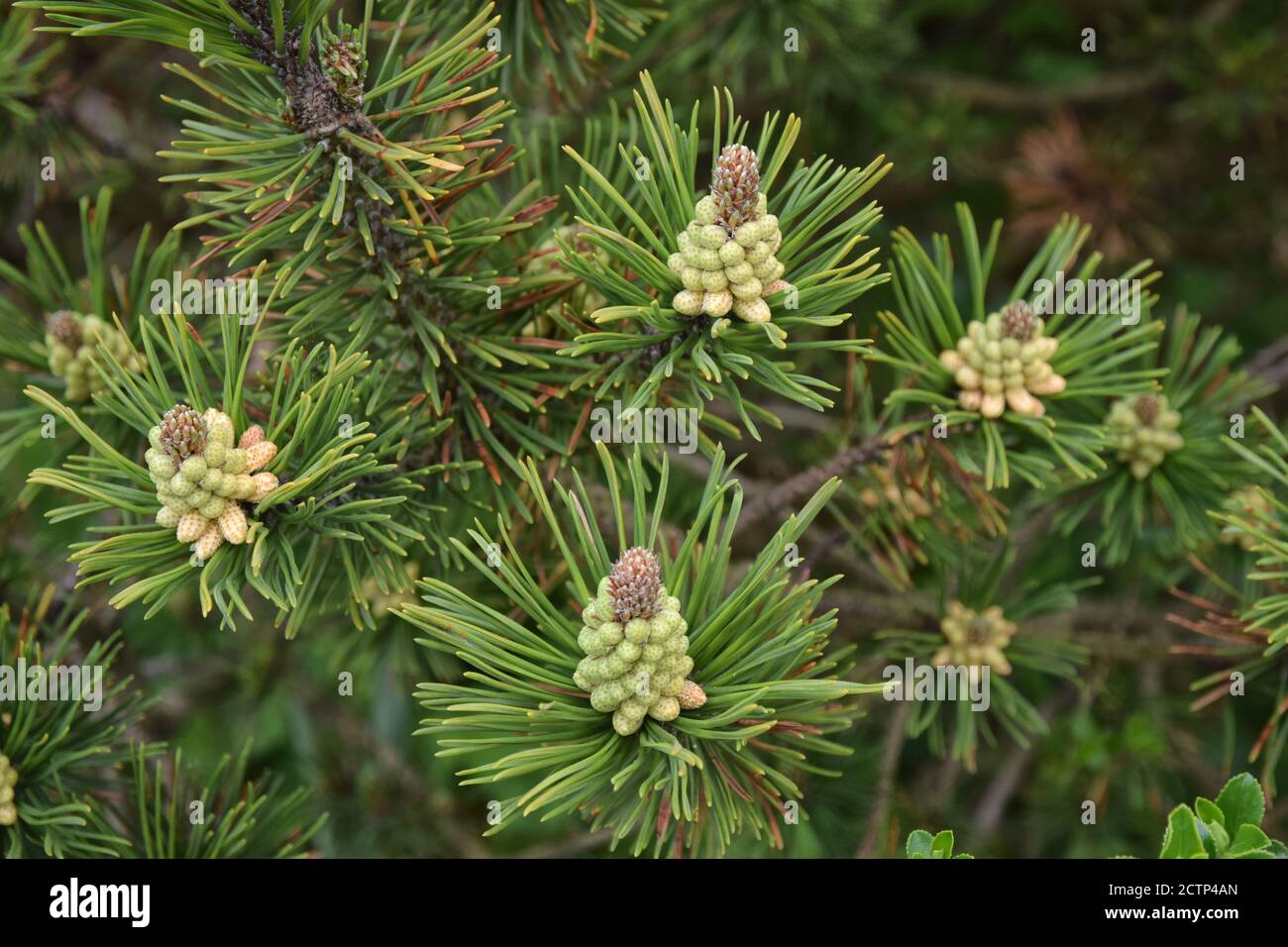 scot's pine, pinus sylvestris Stock Photo