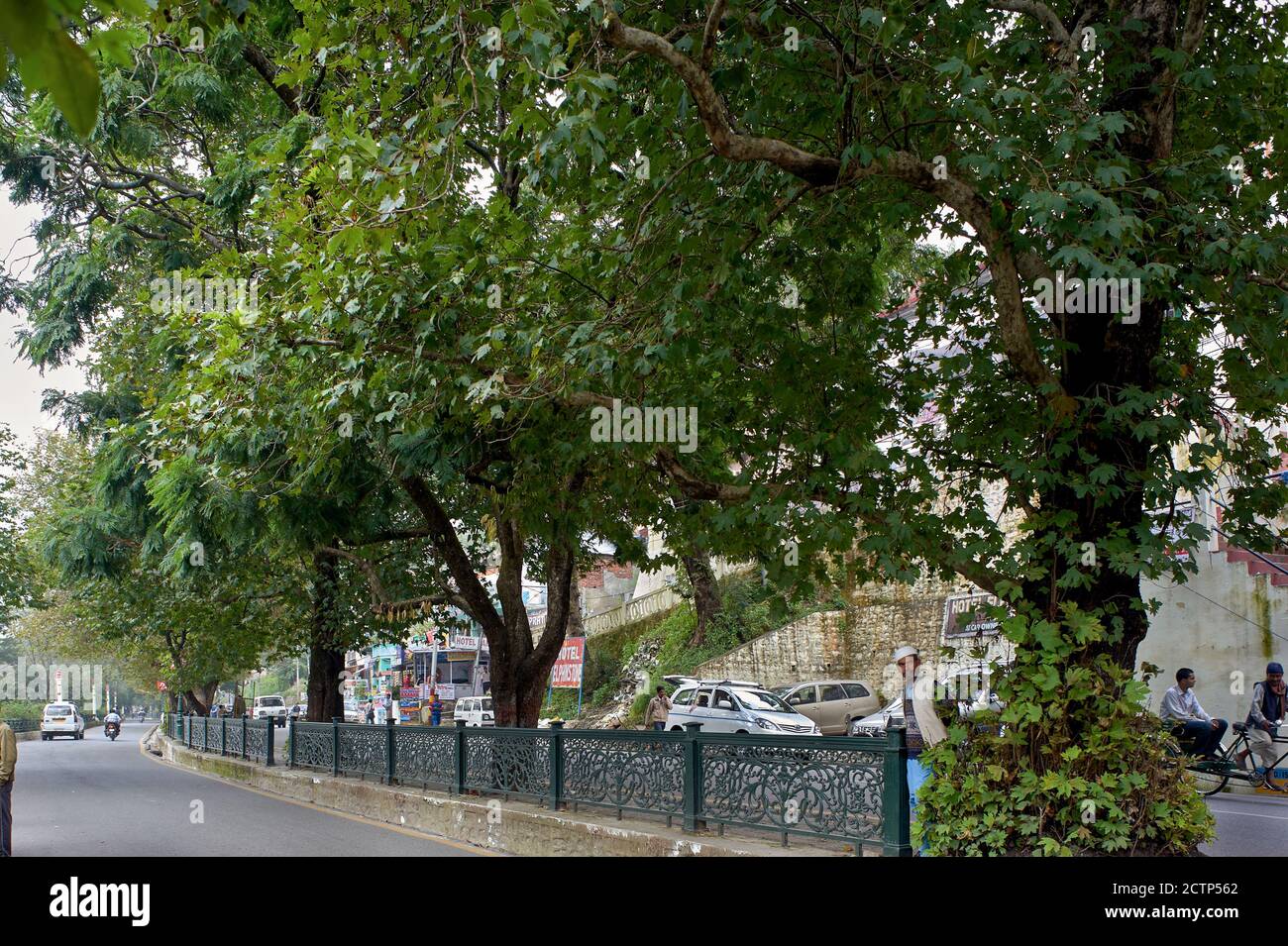 26 Sep 2009 Chinar tree on mall road known govind ballabh pant marg , Nainital , Uttaranchal Uttarakhand , India Stock Photo