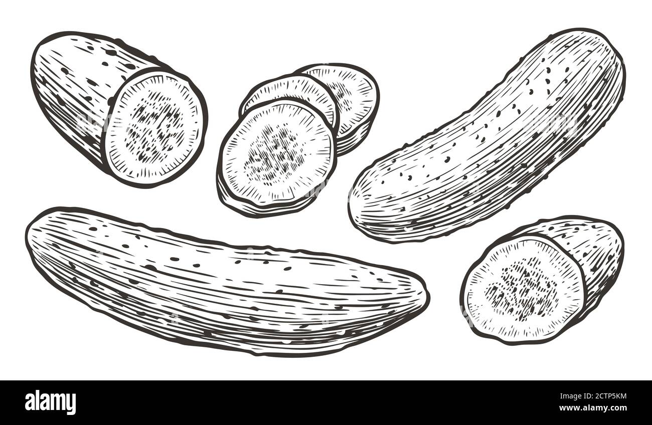Cucumbers sketch. Vegetables, natural food vector illustration Stock Vector