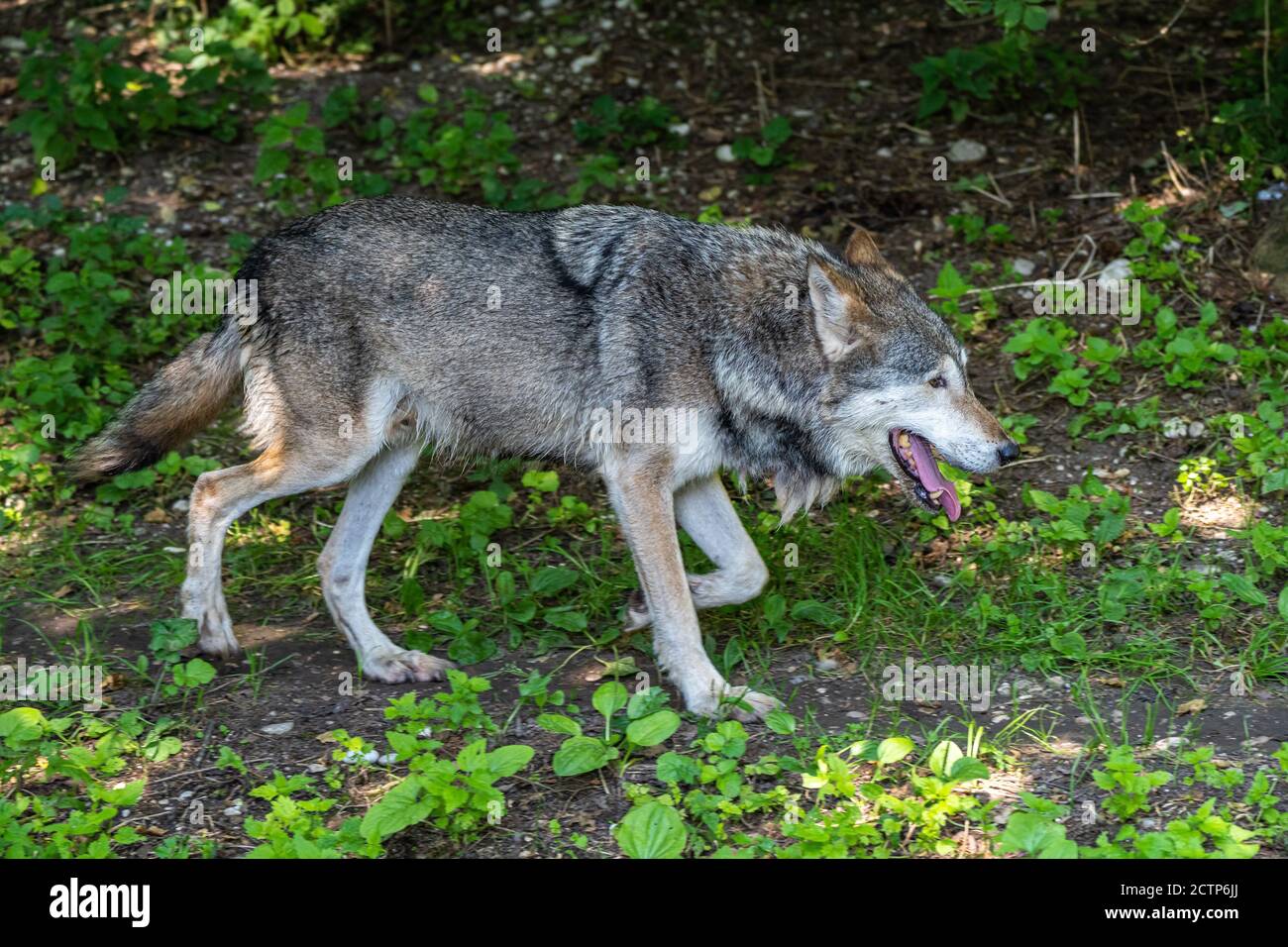 The wolf, Canis lupus, also known as the grey wolf or timber wolf is a ...