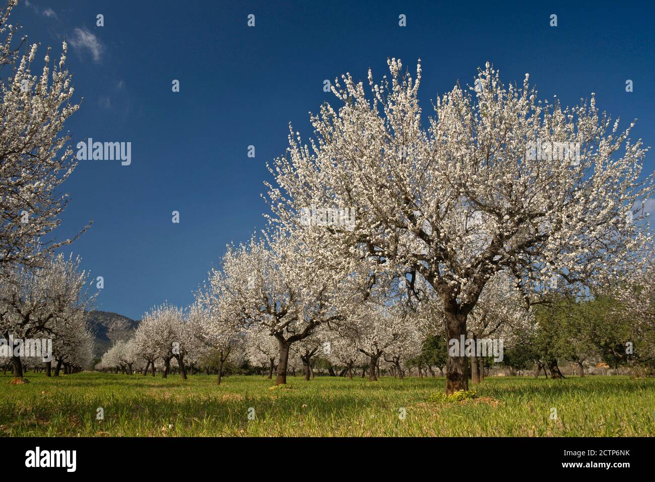 Almendros en flor, Prunus dulcis. S' Esglaieta. Mallorca.Islas Baleares. Spain. Stock Photo