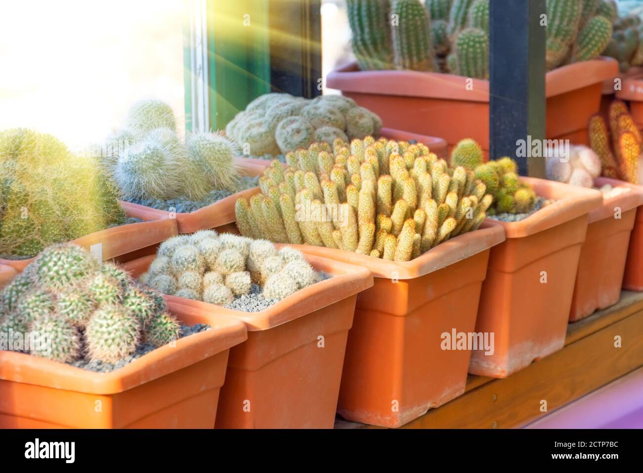 Low-growing cacti in a greenhouse in square pots Stock Photo
