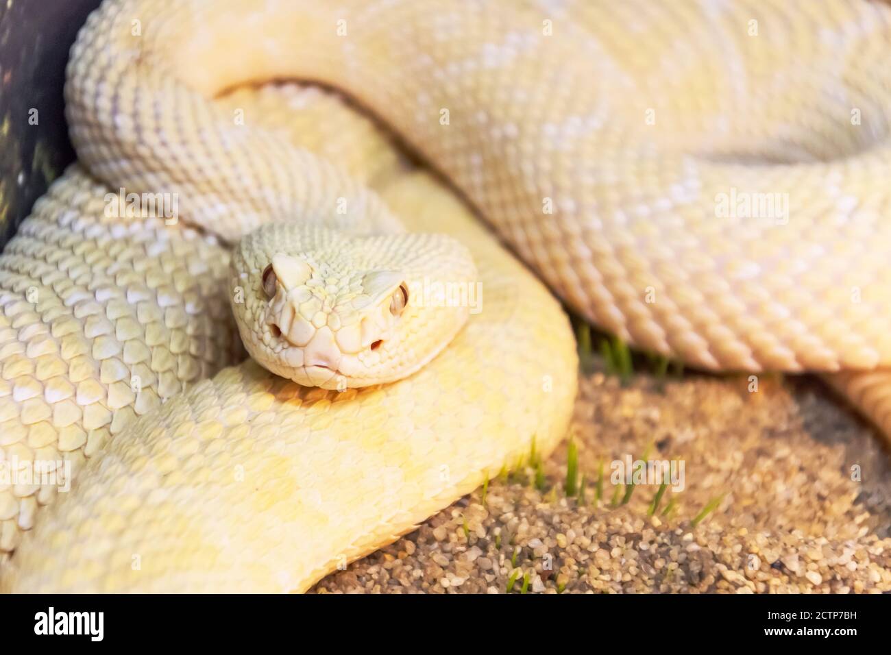 White rattlesnake during the hunt, ready to make a throw on the victim ...