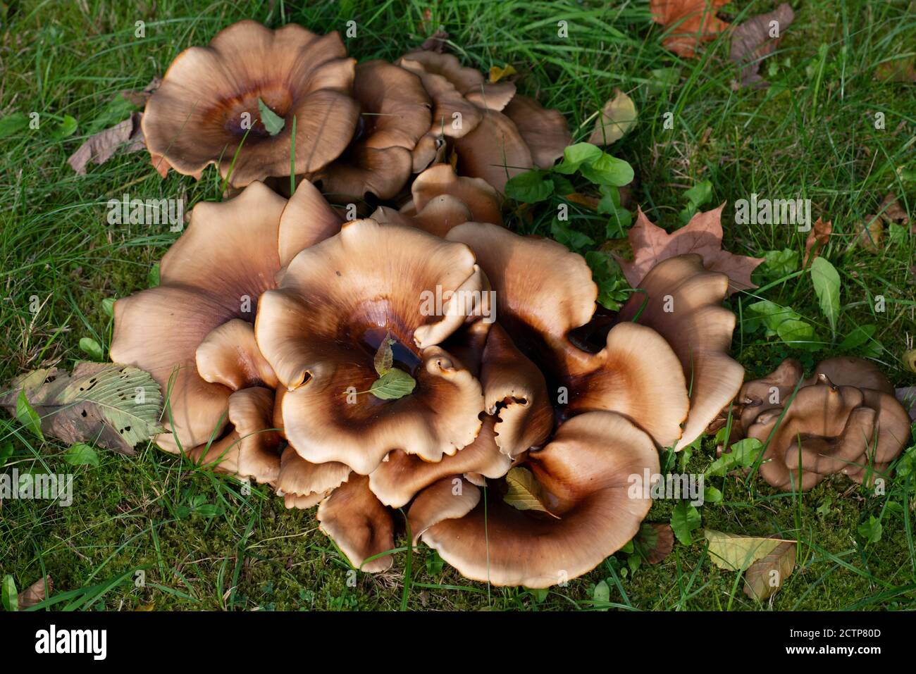 Polyporus badius Mushrooms on a meadow Stock Photo