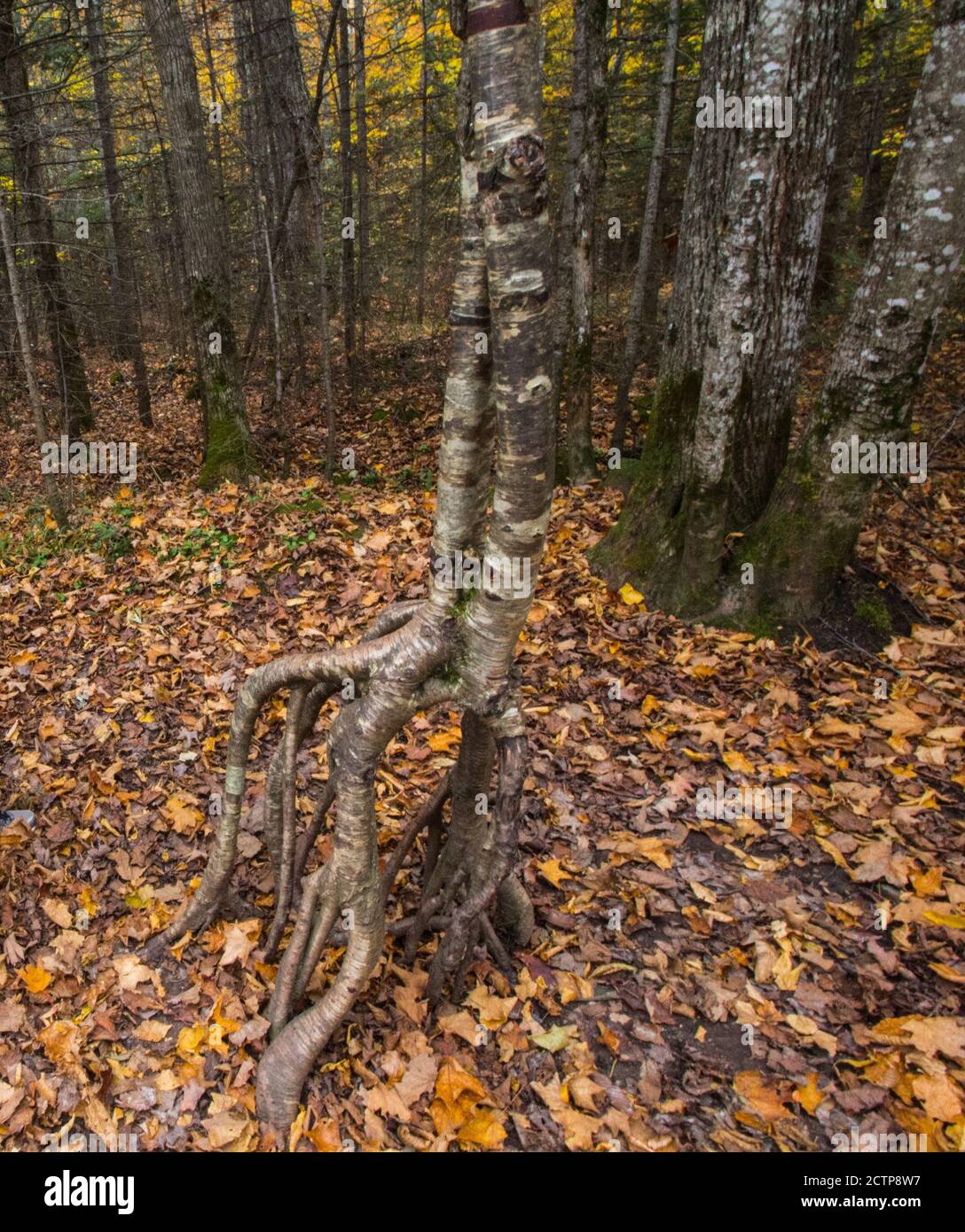 Tree Roots, Pictured Rocks National Lakeshore, Michigan Stock Photo - Alamy