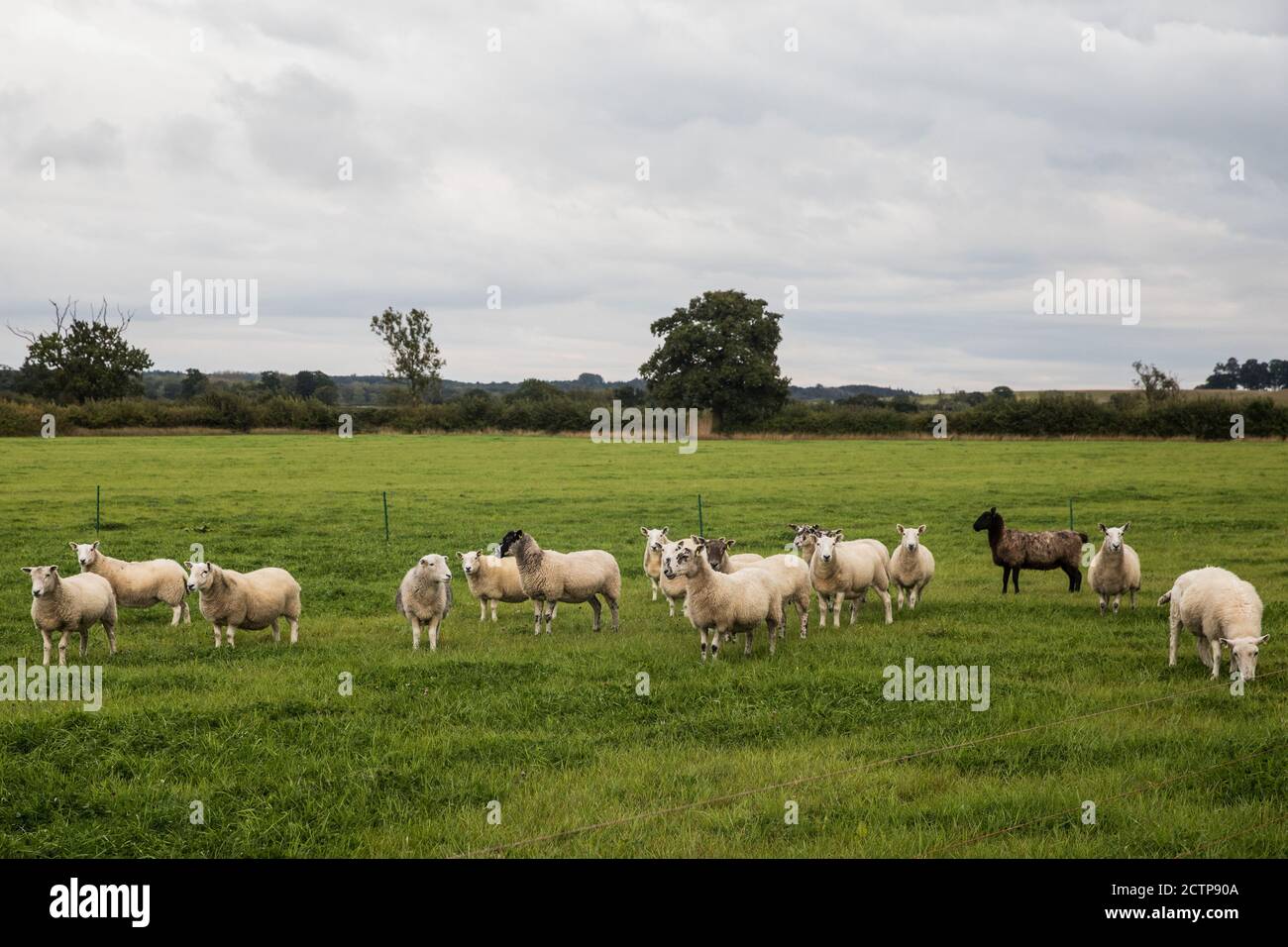 Steeple Claydon, UK. 23rd September, 2020. Sheep graze on a farm in Buckinghamshire. Some farmland in this area of Buckinghamshire has been compulsorily purchased to be used for works connected with the HS2 high-speed rail link. Credit: Mark Kerrison/Alamy Live News Stock Photo
