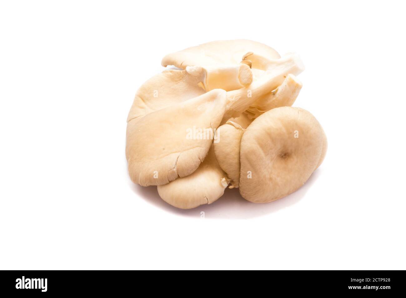 Oyster mushrooms isolated on white background Stock Photo