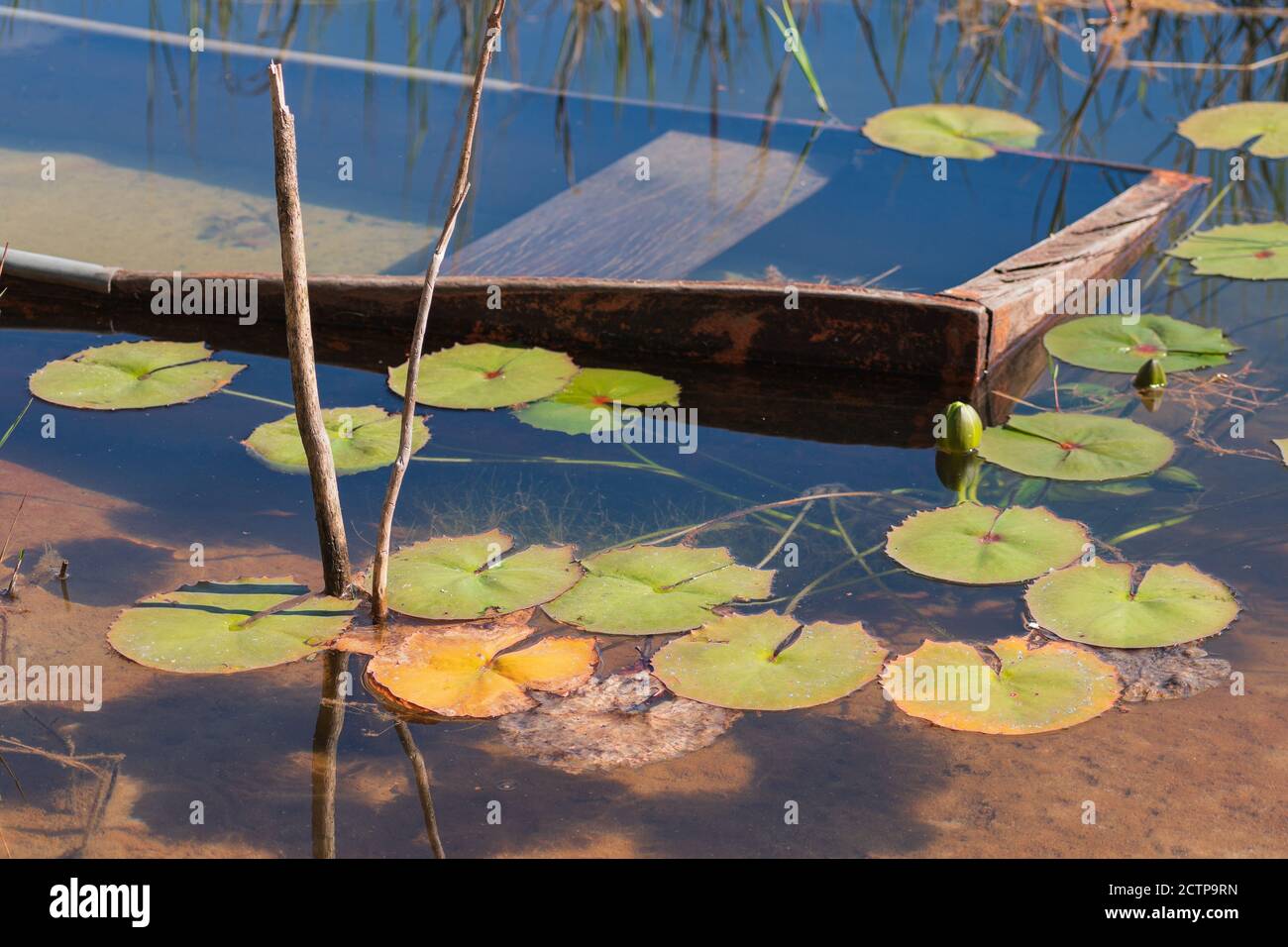 Branches and aquatic plants around a canoe submerged in clear water