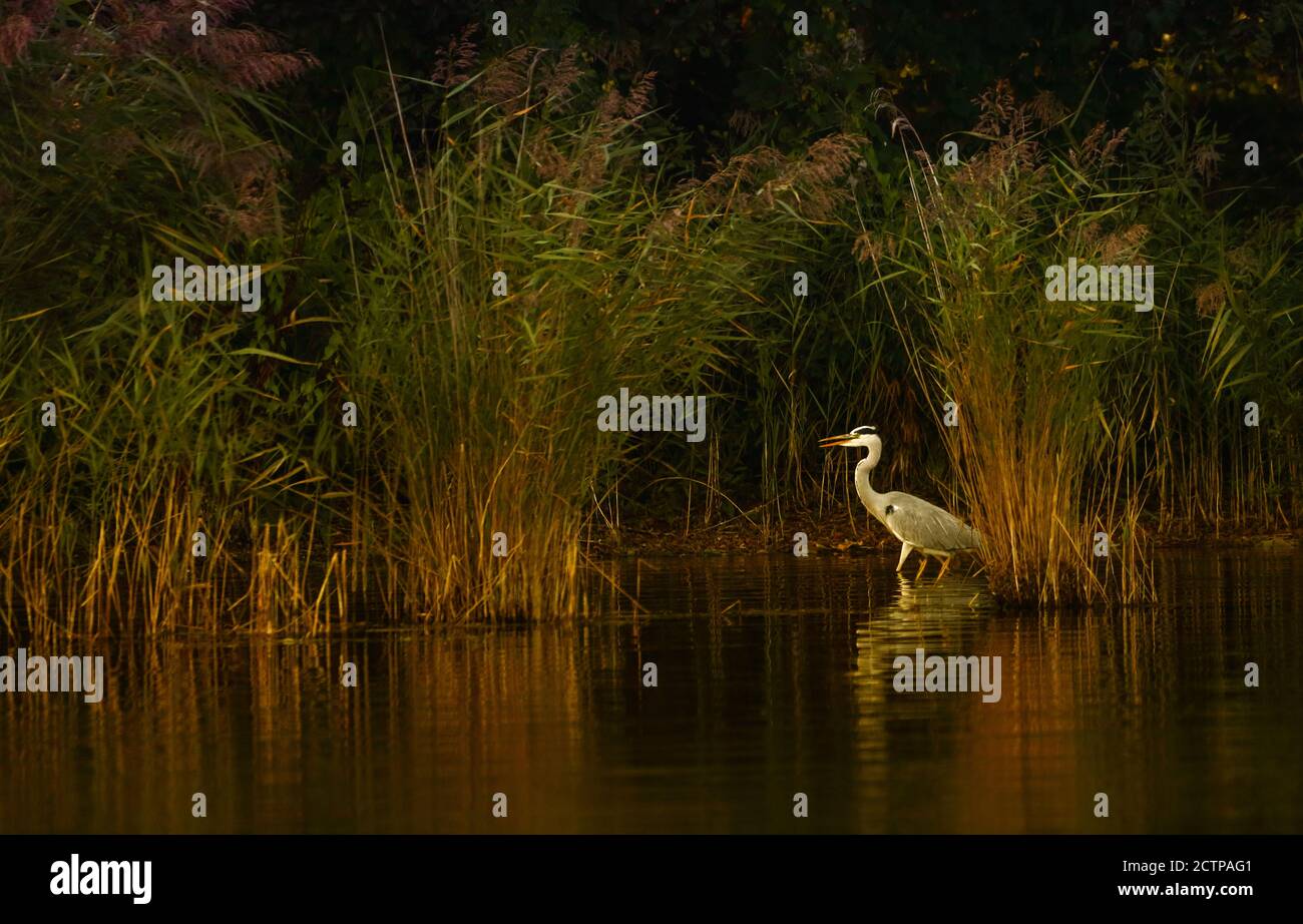 The grey heron is standing in the lake 'Kellersee'. Stock Photo