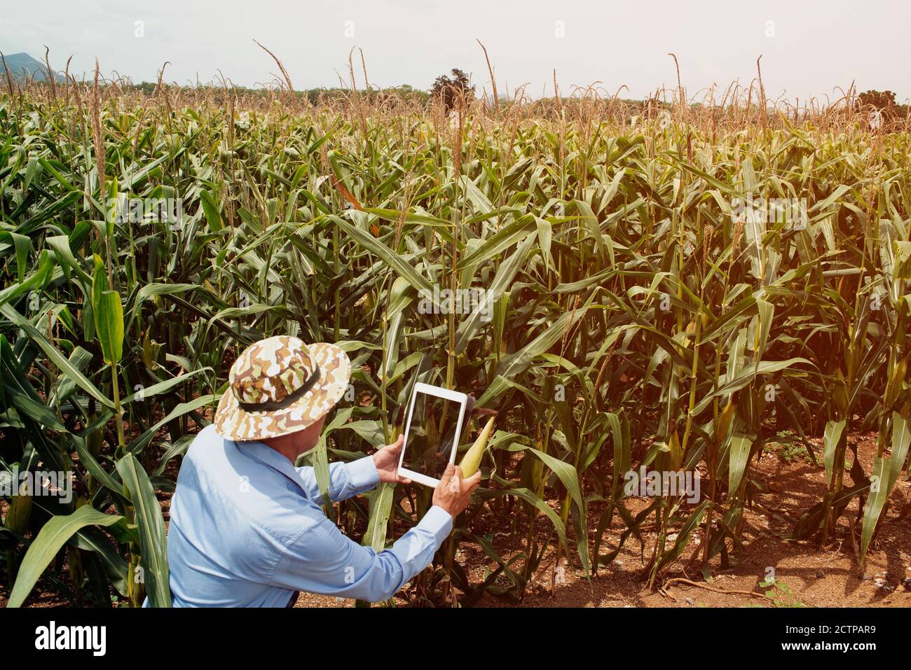 The Asian elder farmers male use a tablet to take pictures of corn fields for further analysis in the lab. Stock Photo