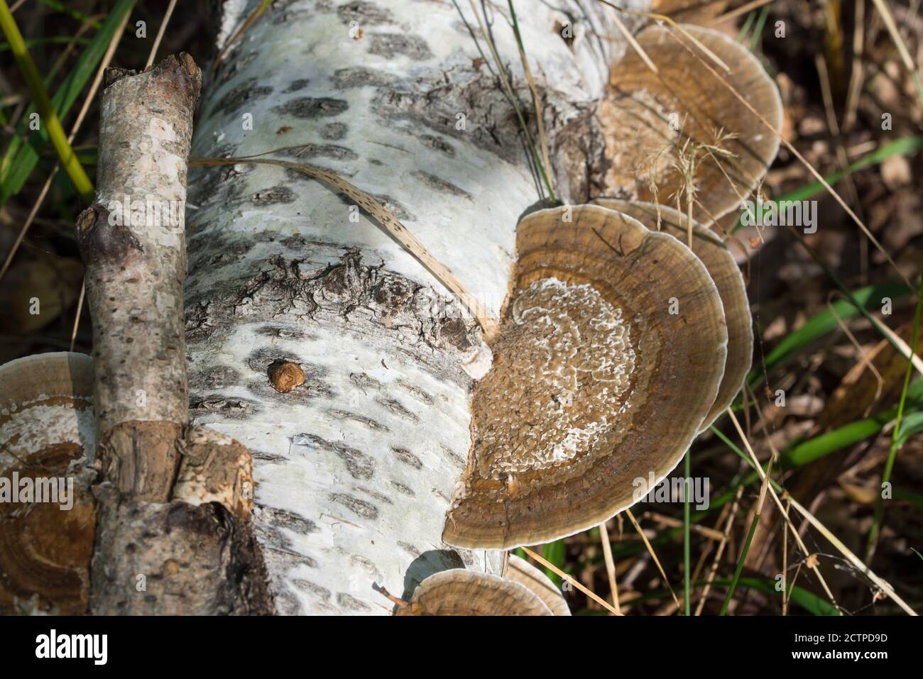 Daedaleopsis confragosa,  blushing bracket fungus on birch fallen tree selective focus Stock Photo