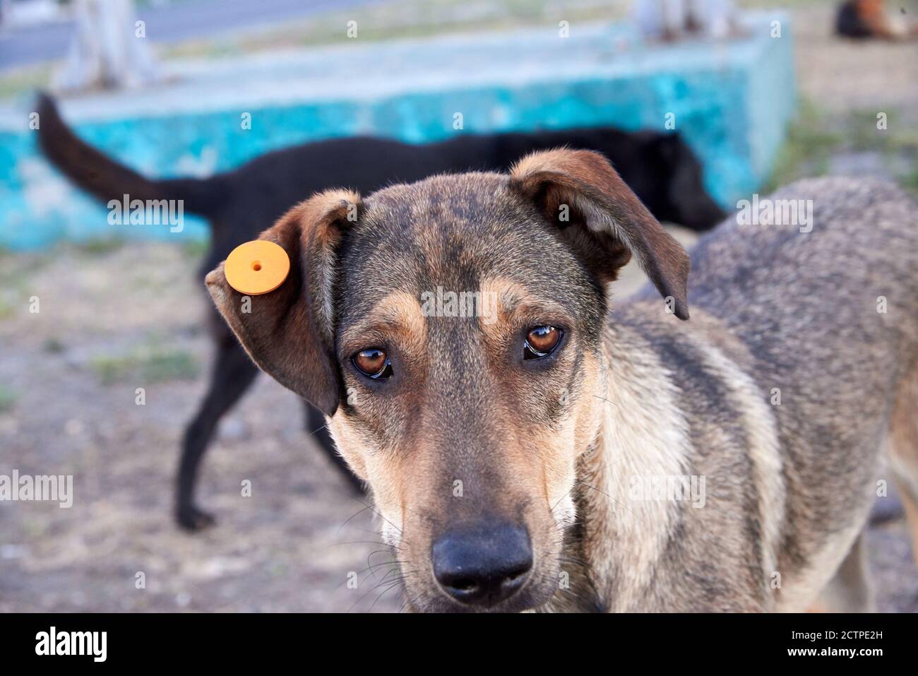 Dog ear tag sale