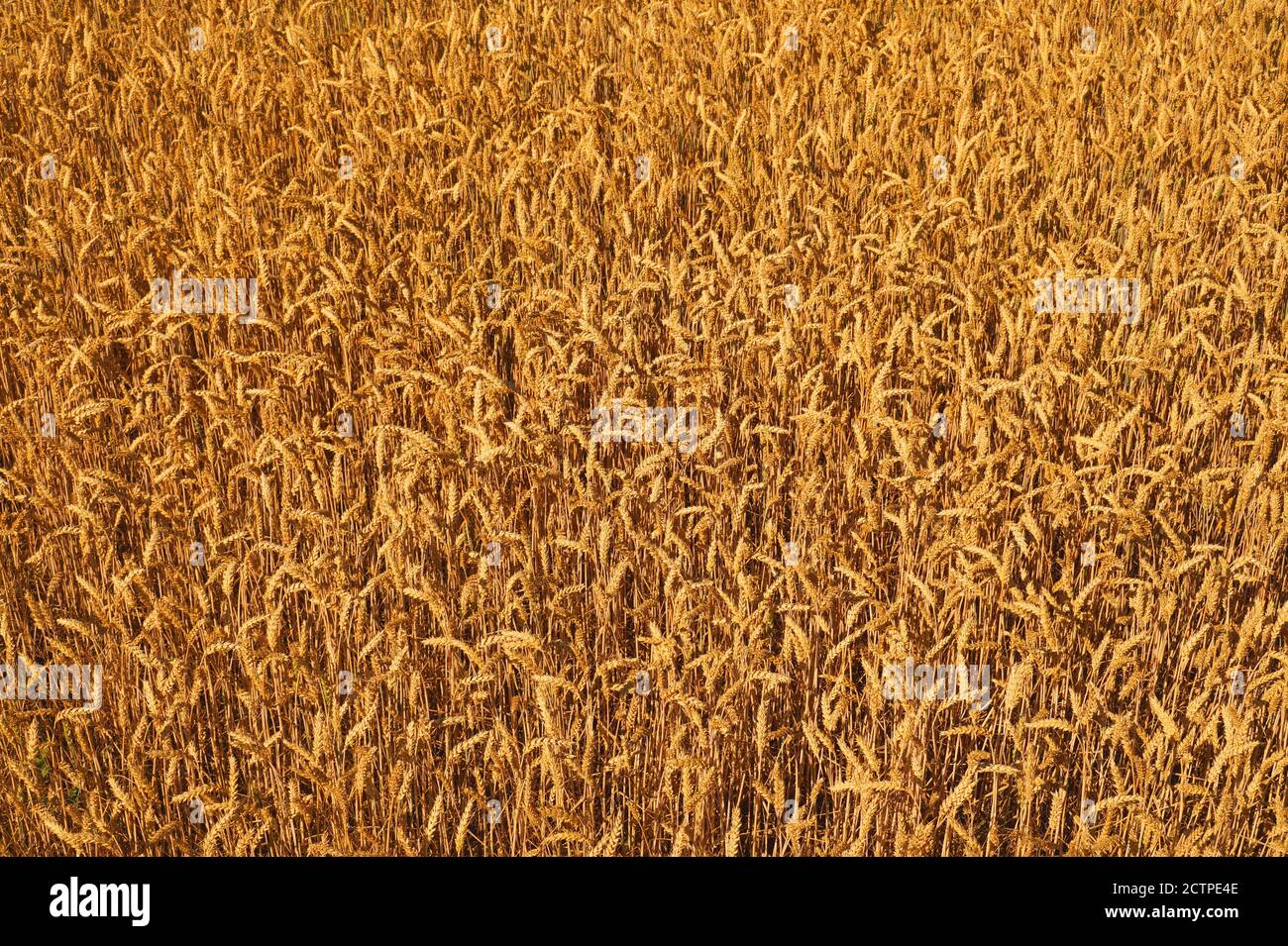 A fragment of a field of wheat, thousands of ears. Stock Photo