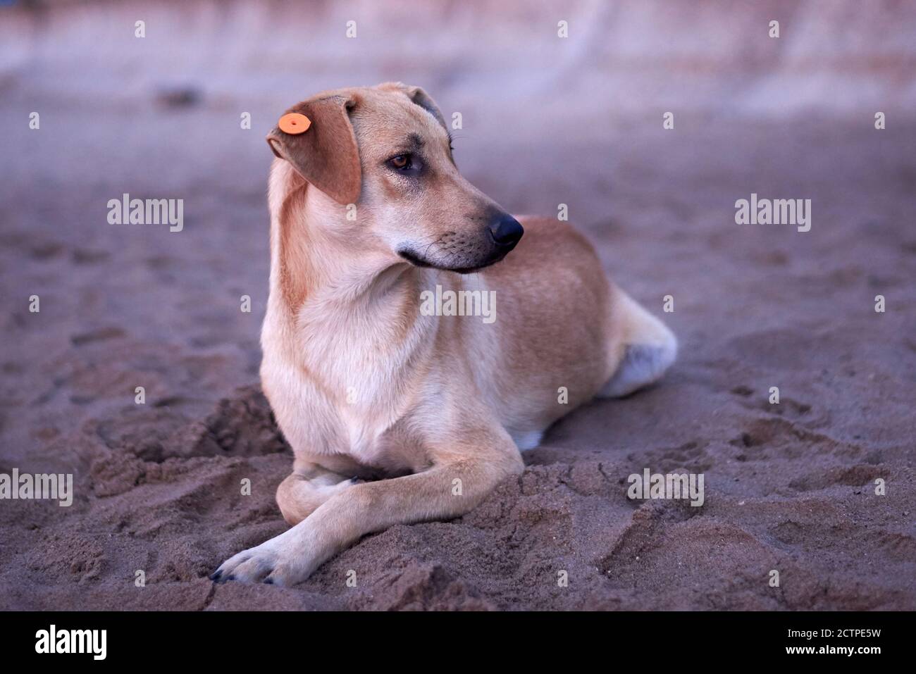 Stray dog ear tag hires stock photography and images Alamy