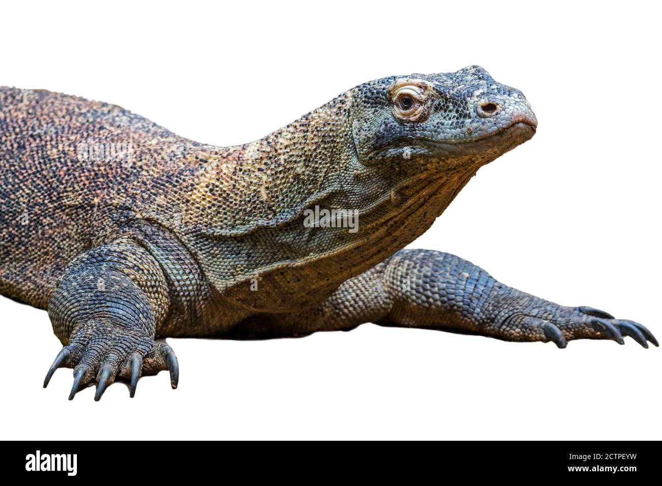 Komodo dragon / Komodo monitor (Varanus komodoensis), giant lizard