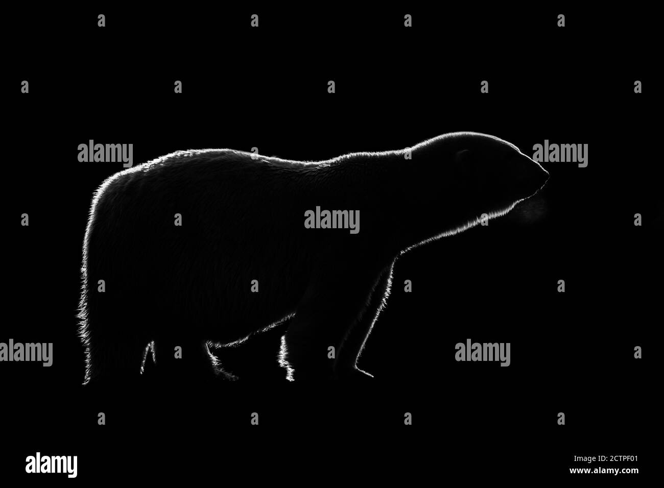 Black and white rim light silhouette of Polar bear (Ursus maritimus / Thalarctos maritimus) against black background Stock Photo