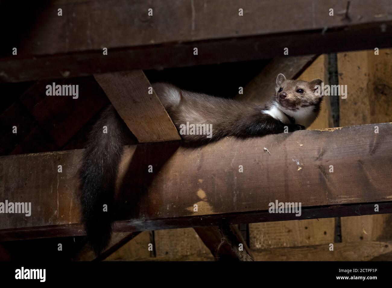 Beech marten / stone marten (Martes foina) looking down from beam in wooden roof truss of barn / shed / house Stock Photo