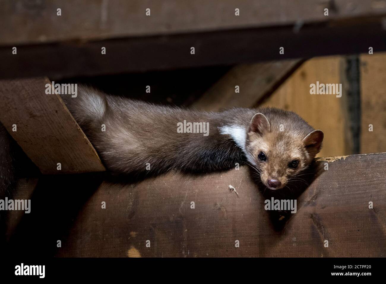 Beech marten / stone marten (Martes foina) looking down from beam in wooden roof truss of barn / shed / house Stock Photo
