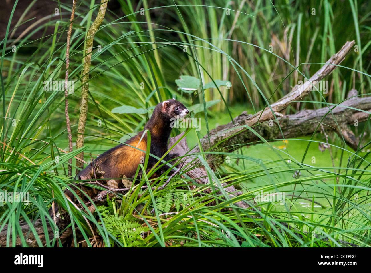 European polecat (Mustela putorius) hunting along shore of pond in marshland Stock Photo