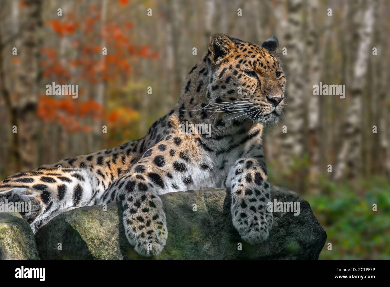 Amur leopard (Panthera pardus orientalis) resting on rock in birch forest in autumn, native to southeastern Russia and northern China Stock Photo