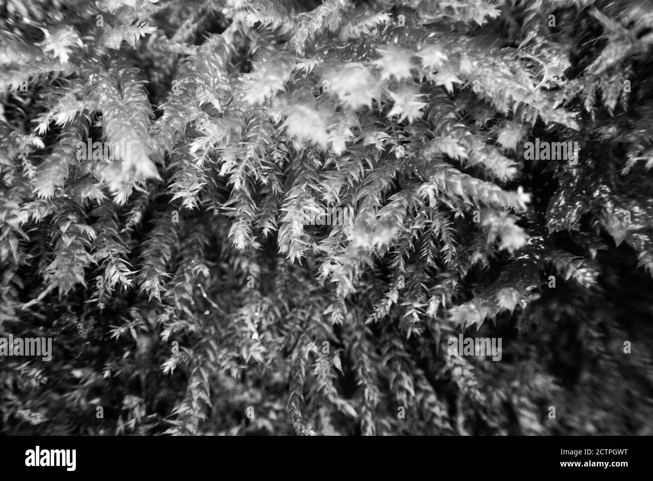 Grayscale shot of Anomodon attenuatus plant Stock Photo