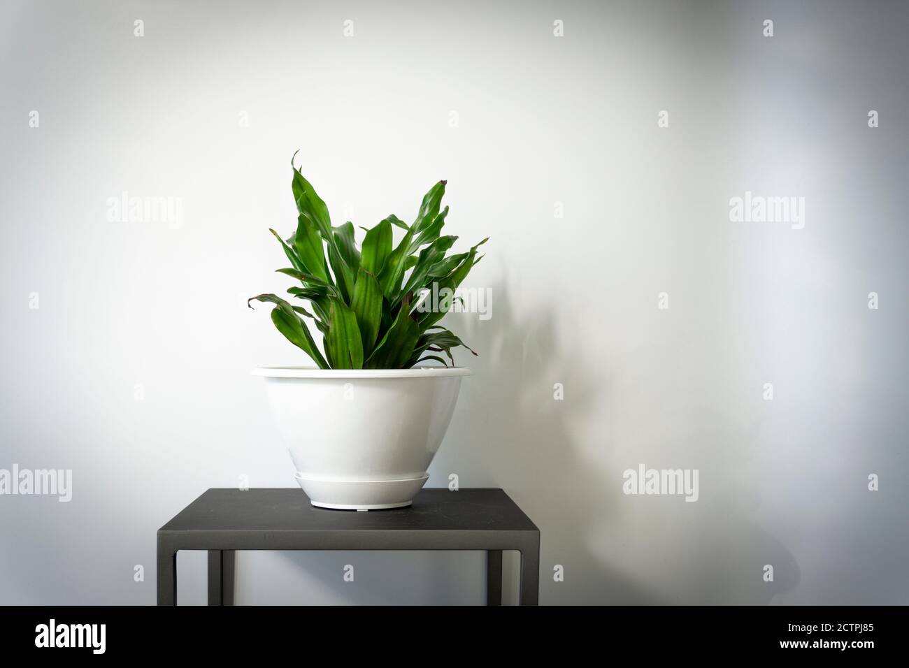 Studio shot of an indoor corn plant on a stand against white wall background for text Stock Photo