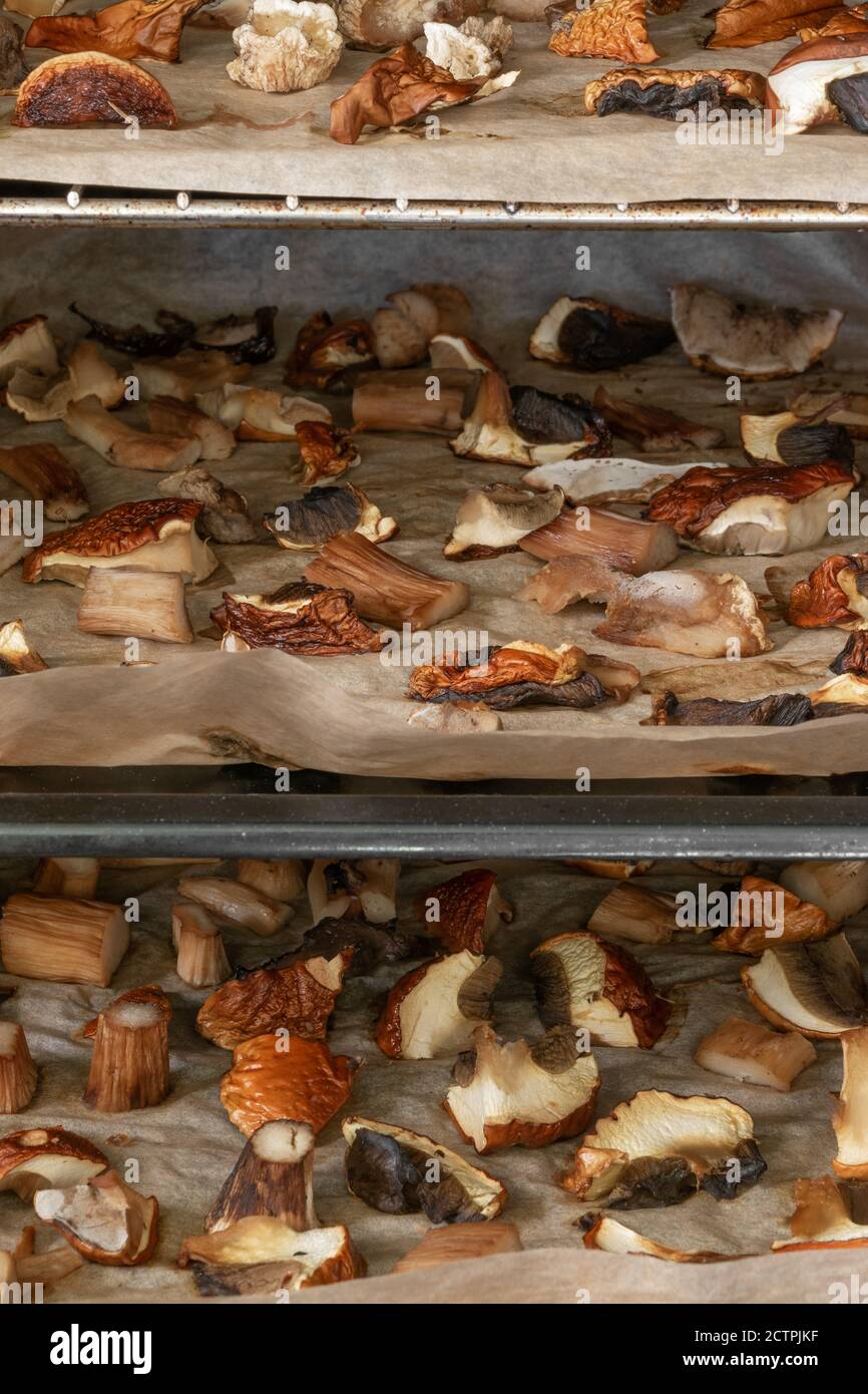 https://c8.alamy.com/comp/2CTPJKF/abstract-background-of-boletus-boletus-edulis-mushrooms-pieces-drying-in-the-oven-2CTPJKF.jpg