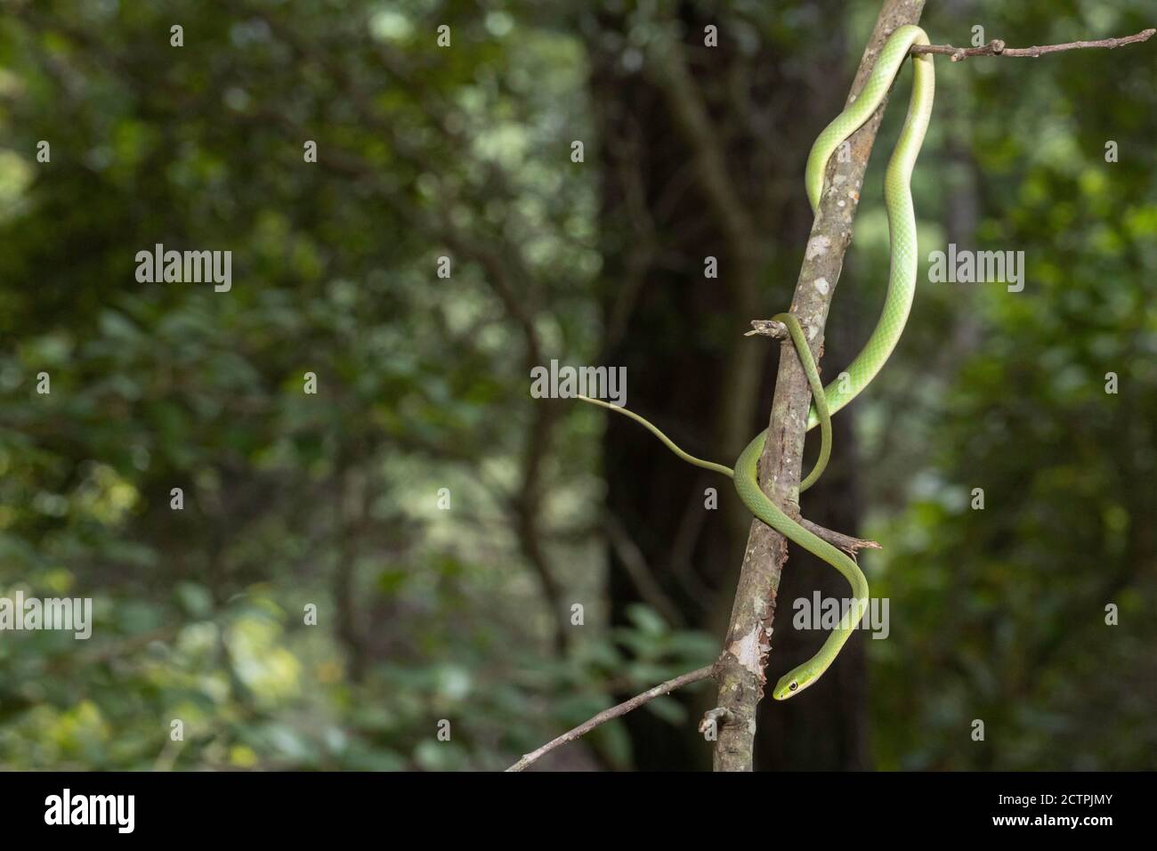 Rough green snake climbing in a tree - Opheodrys aestivus Stock Photo