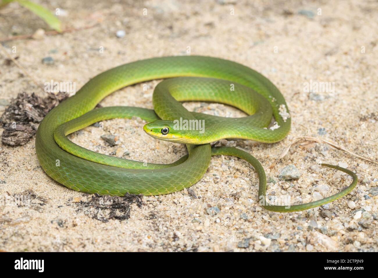 Rough green snake - Opheodrys aestivus Stock Photo