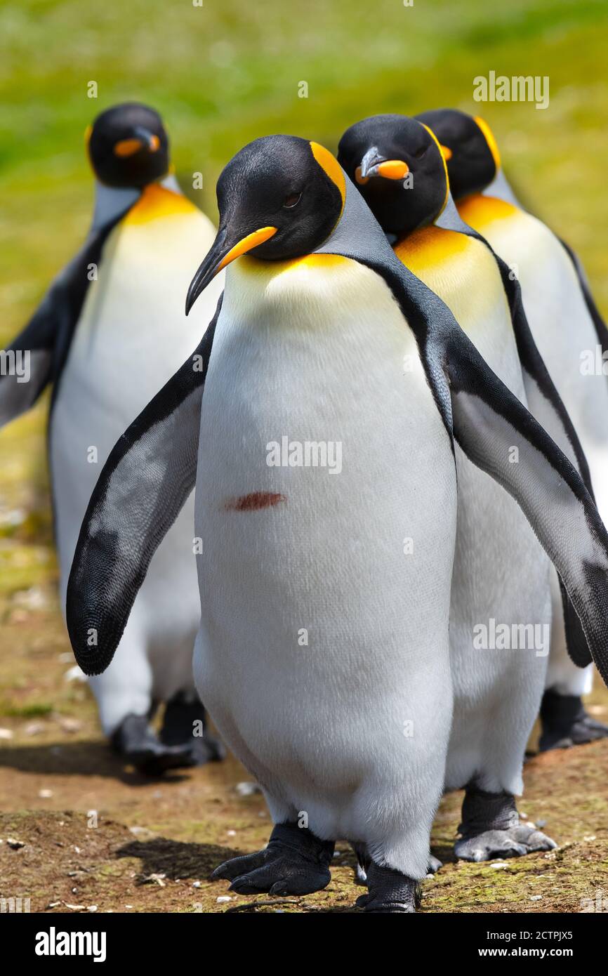 King Penguins lined up at Volunteer Point, Falkland Islands. Stock Photo