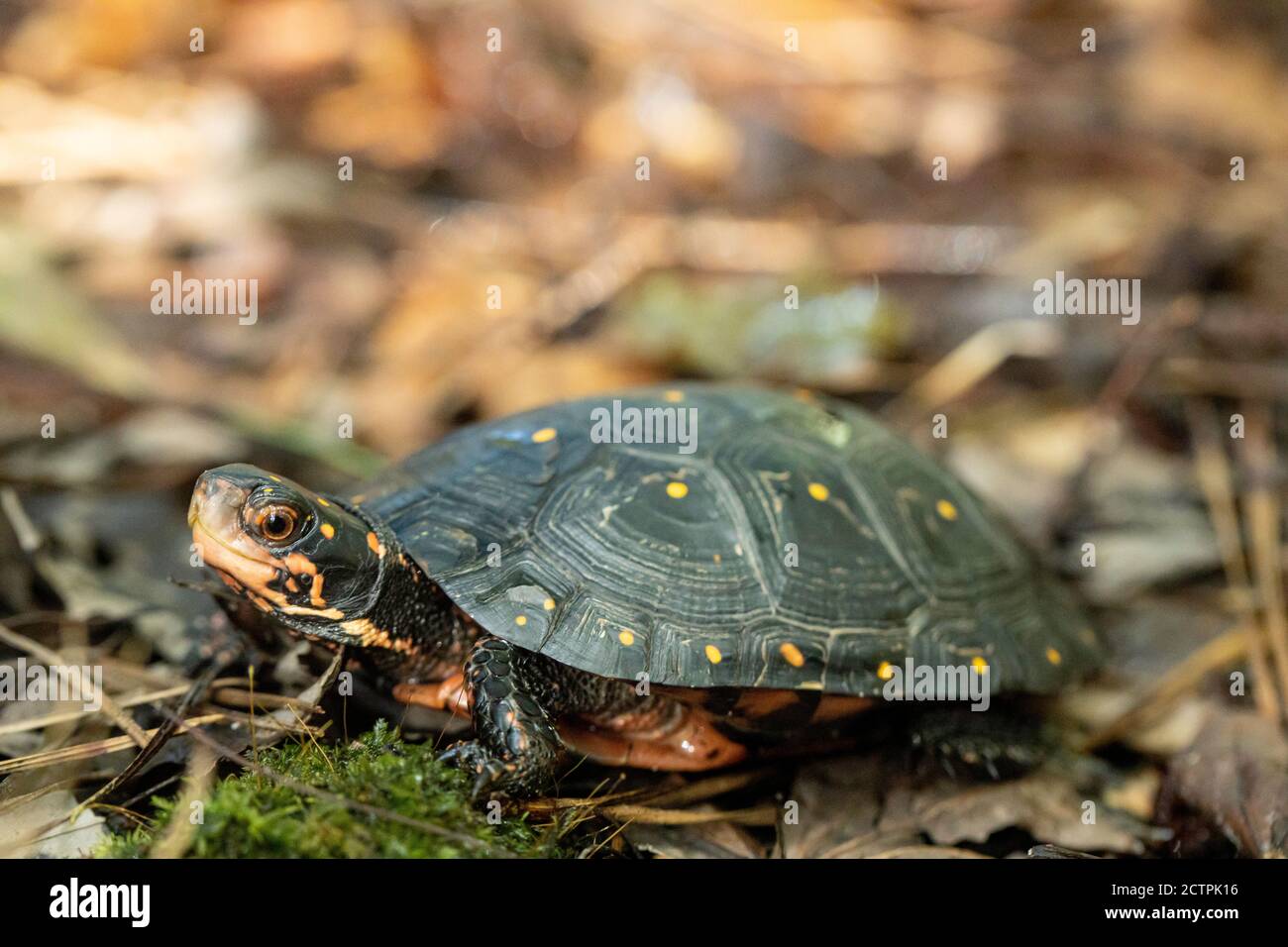 Spotted turtle - Clemmys guttata Stock Photo
