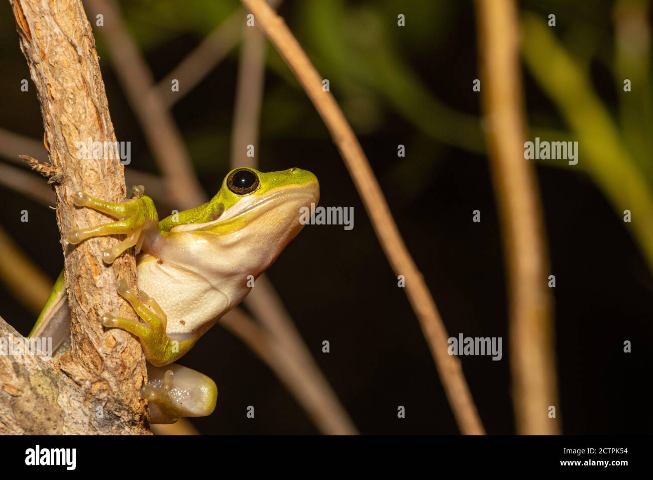 American green tree frog - Hyla cinerea Stock Photo