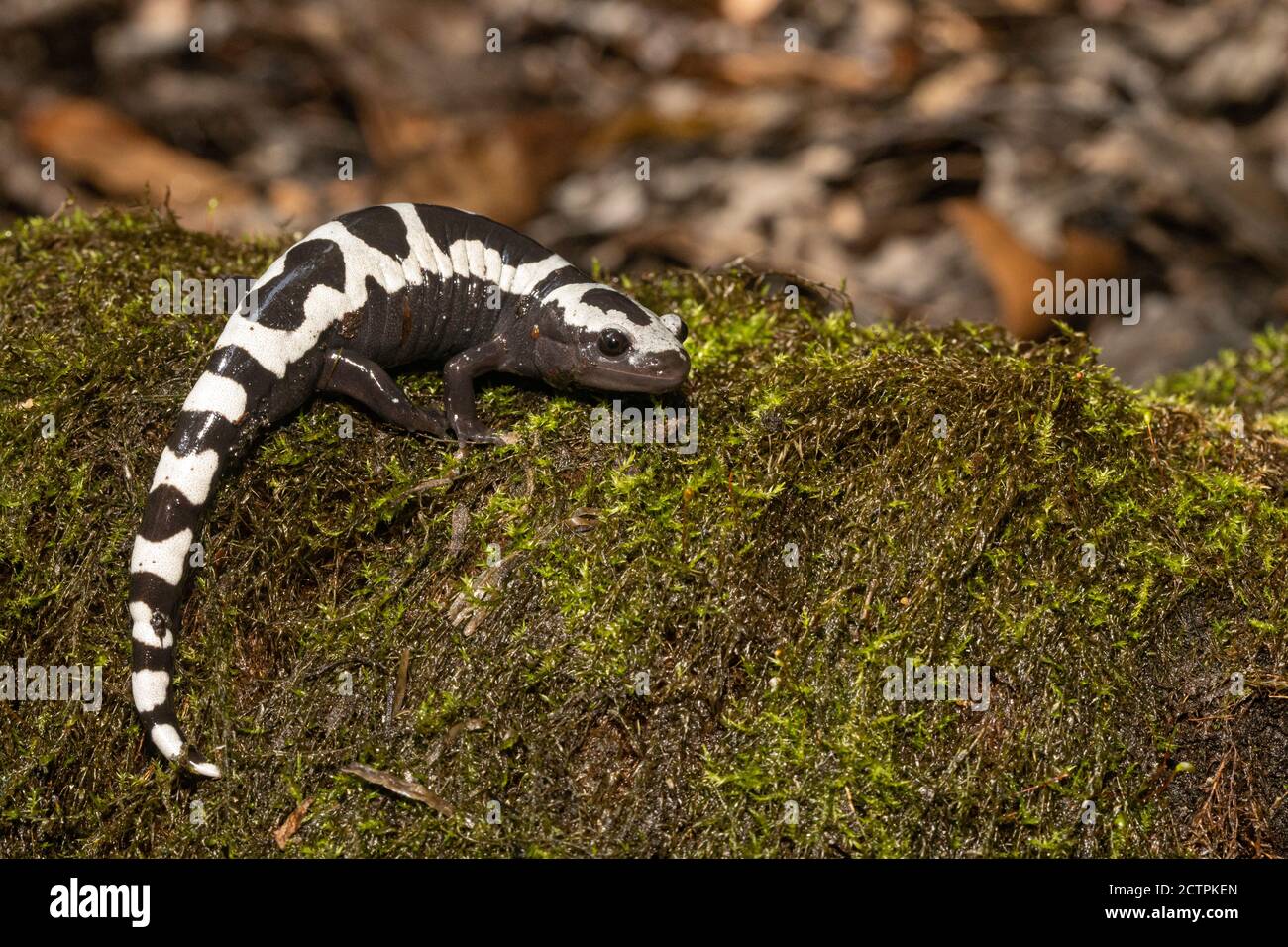 Male marbled salamander - Ambystoma opacum Stock Photo