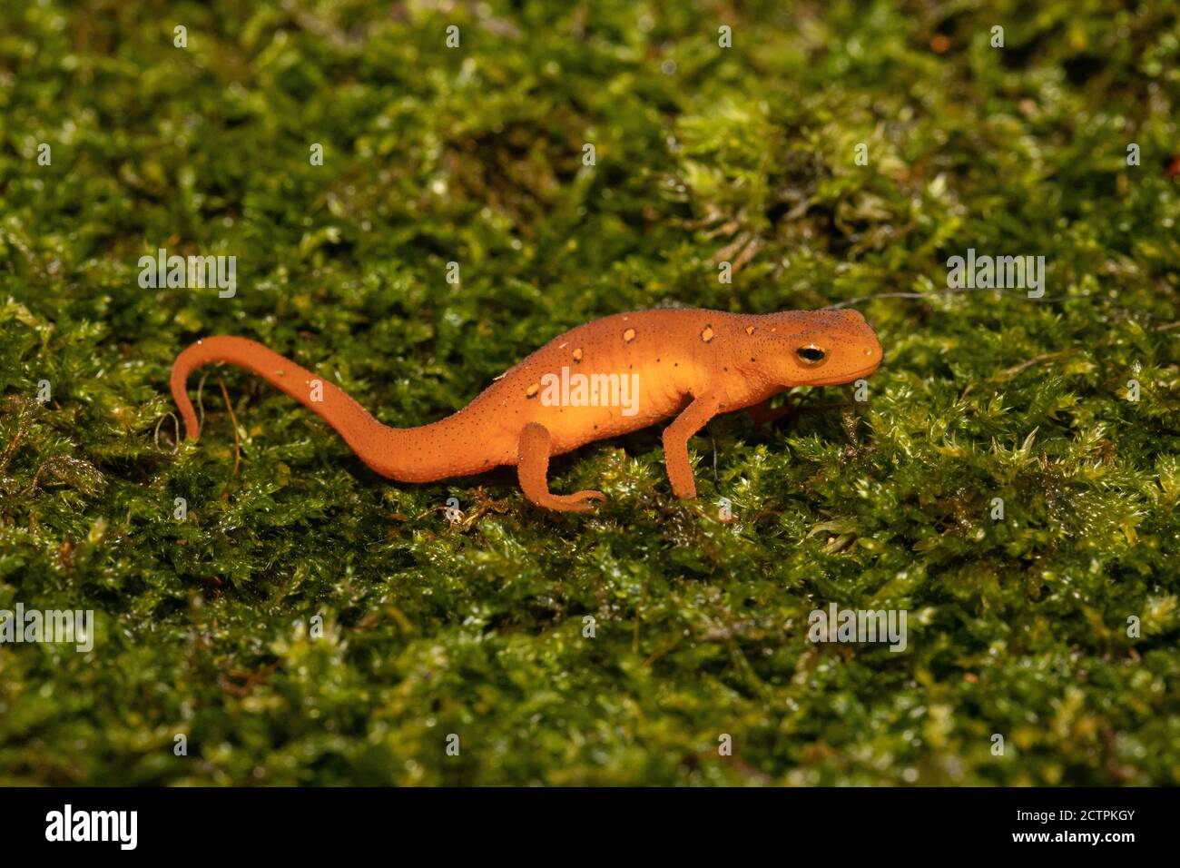 Eastern red-spotted newt - Notophthalmus viridescens Stock Photo