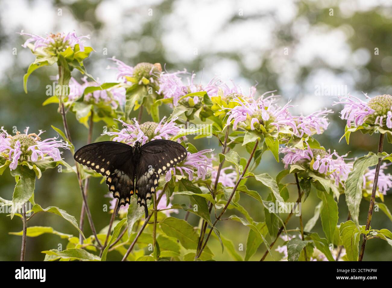 Spiecebush swallowtail butterfly feeding from purple wild flowers - Papilio troilus Stock Photo