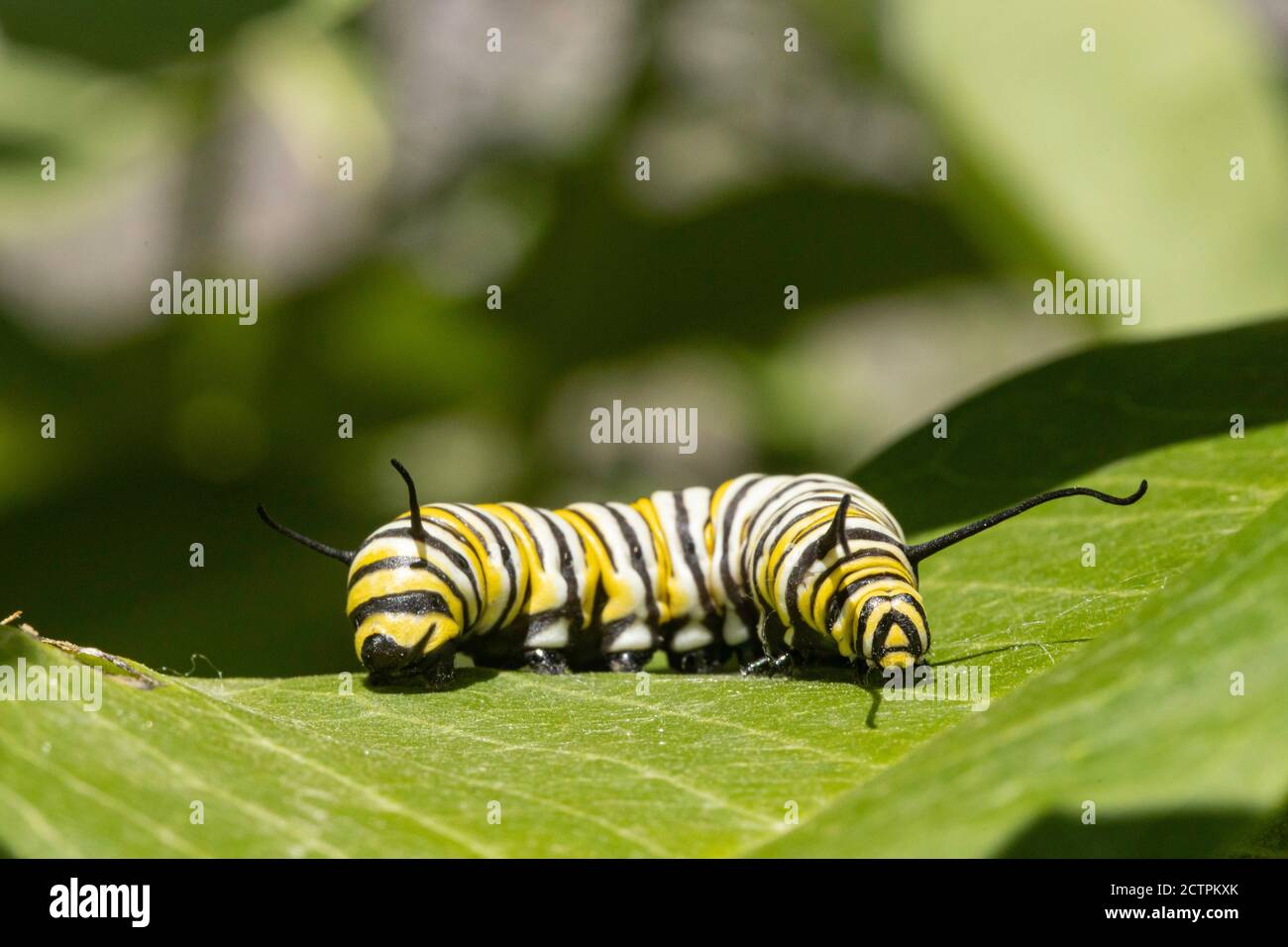 Monarch butterfly caterpillar - Danaus plexippus Stock Photo