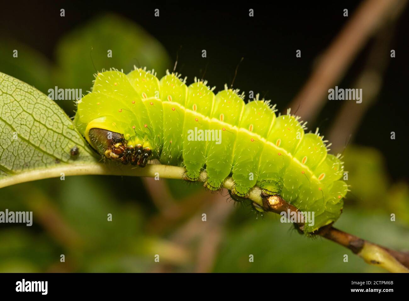 Luna moth caterpillar - Actias luna Stock Photo
