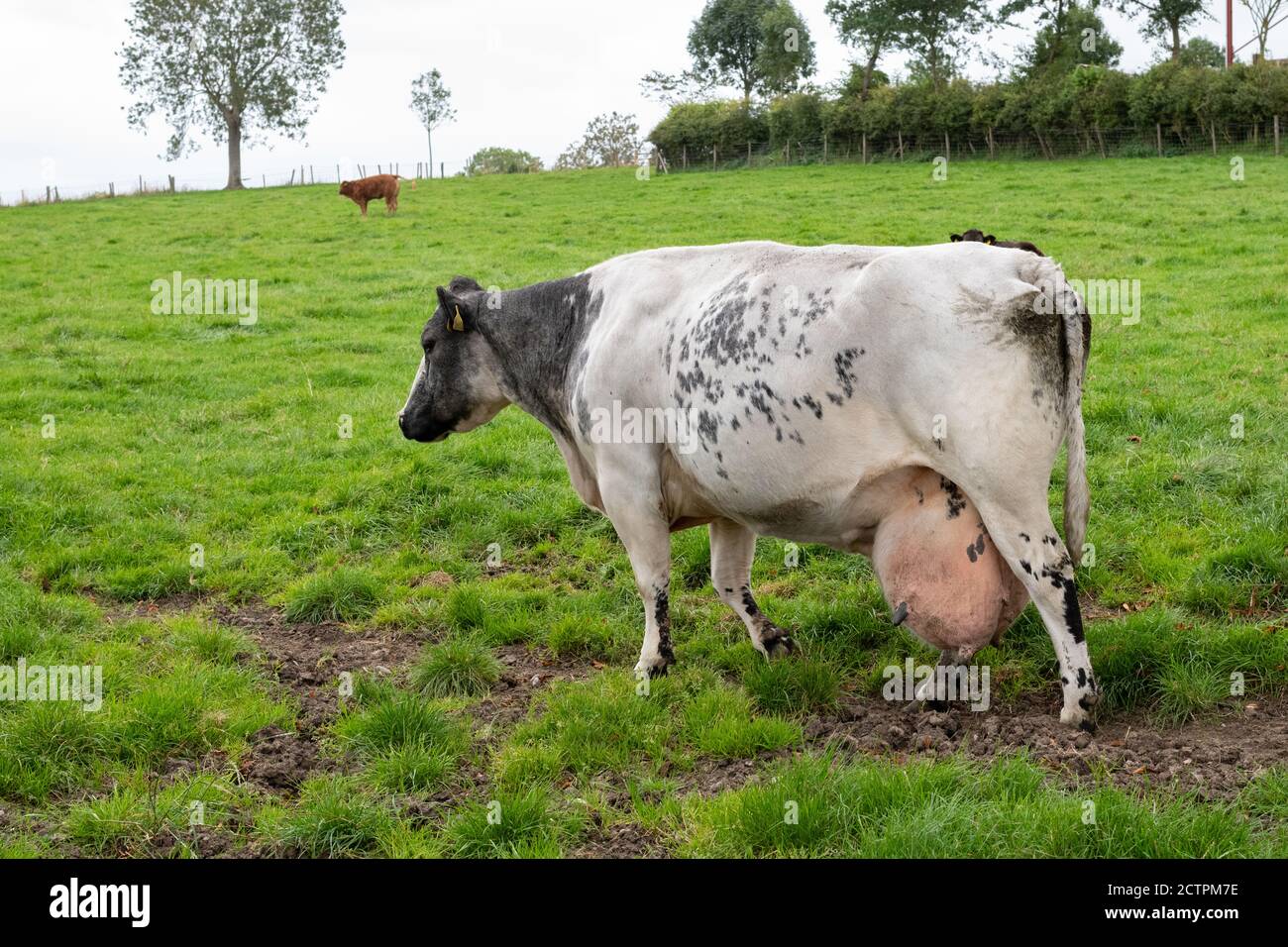 Cow with very large udder hanging below hocks in field UK Stock Photo