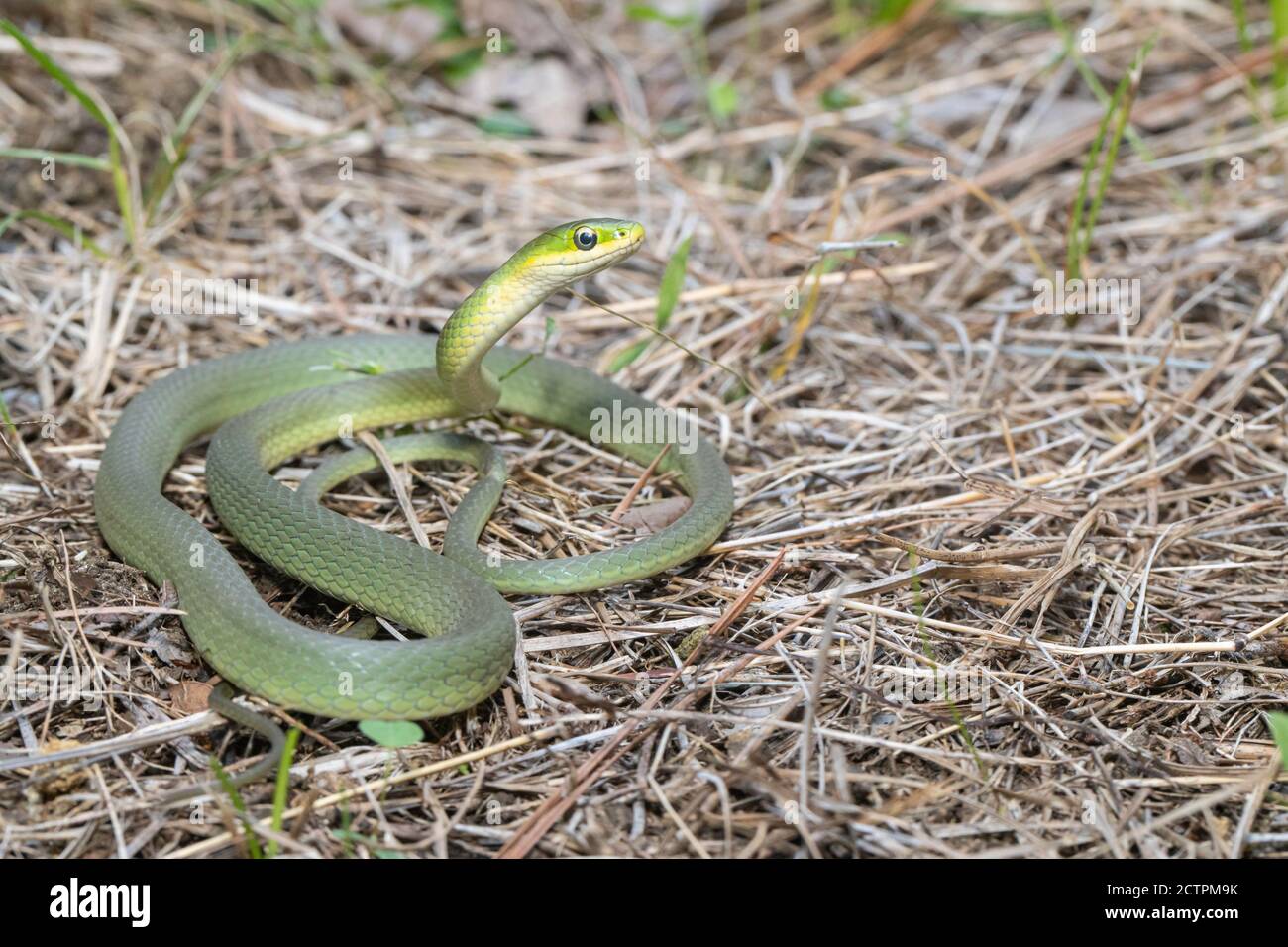 Rough green snake - Opheodrys aestivus Stock Photo