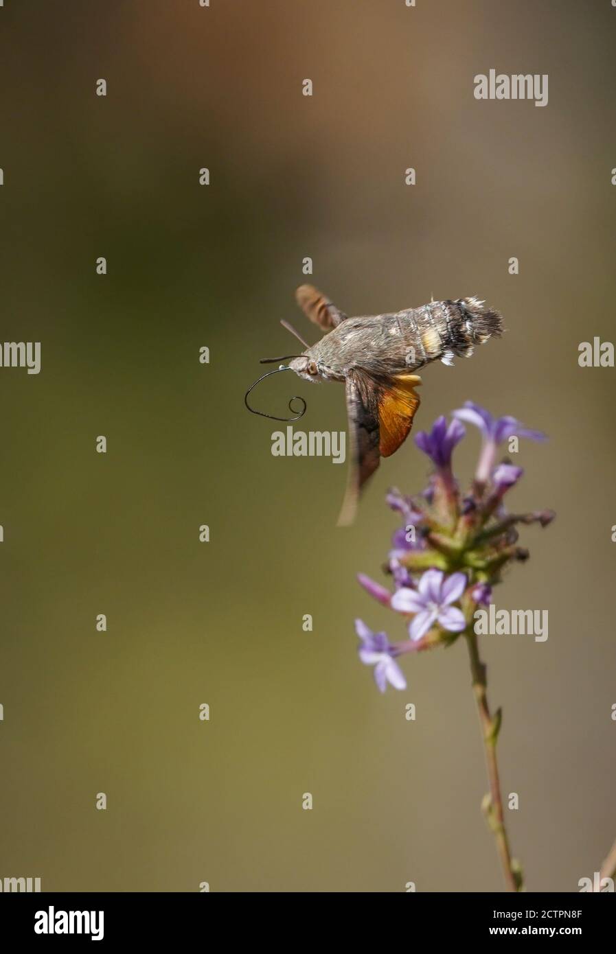 https://c8.alamy.com/comp/2CTPN8F/hummingbird-hawk-moth-macroglossum-stellatarum-butterfly-in-flight-feeding-on-flowers-andalusia-spain-2CTPN8F.jpg